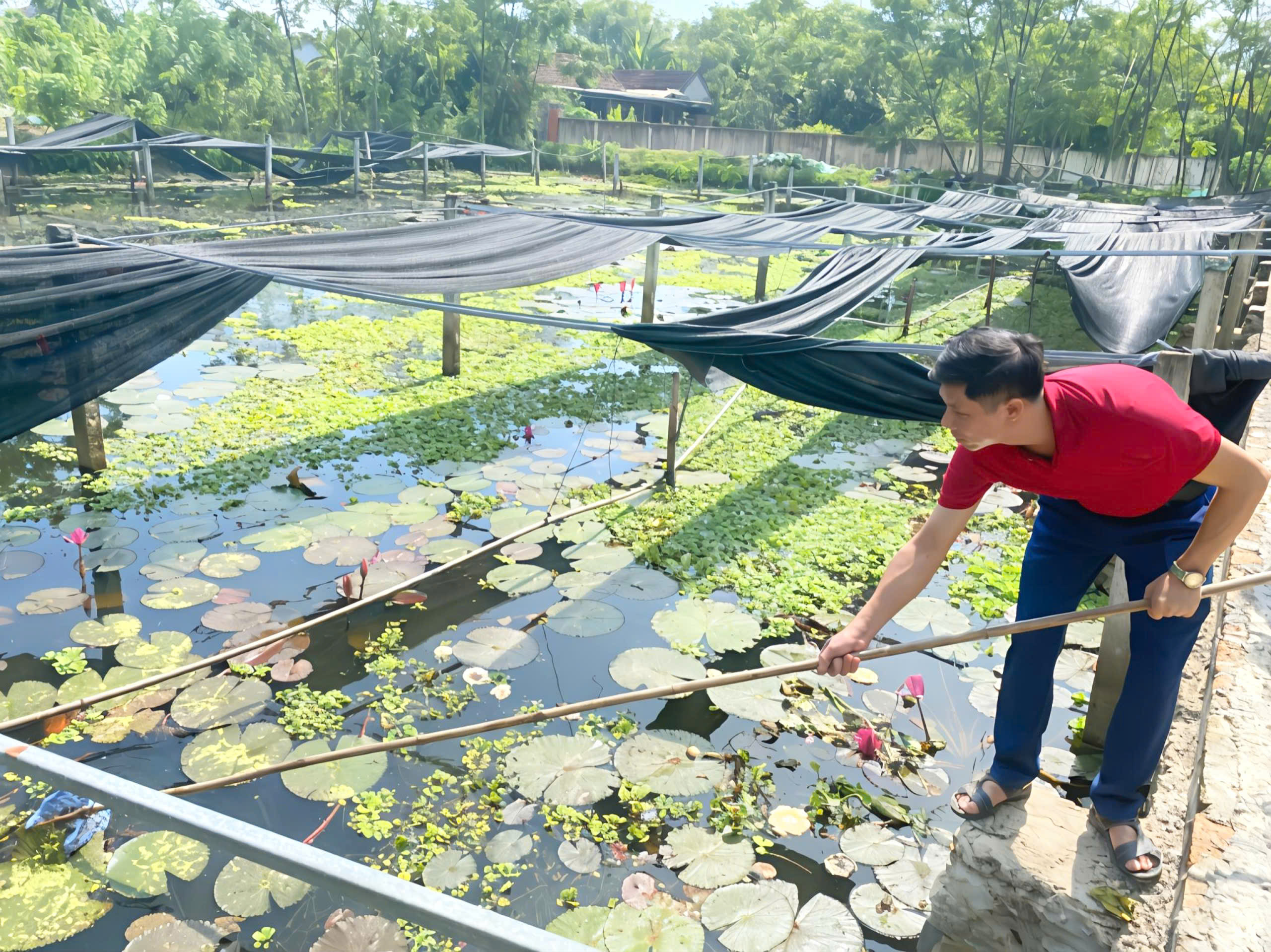 Hội nông dân xã Kim Hoa Học tập mô hình nuôi ốc bươu đen 