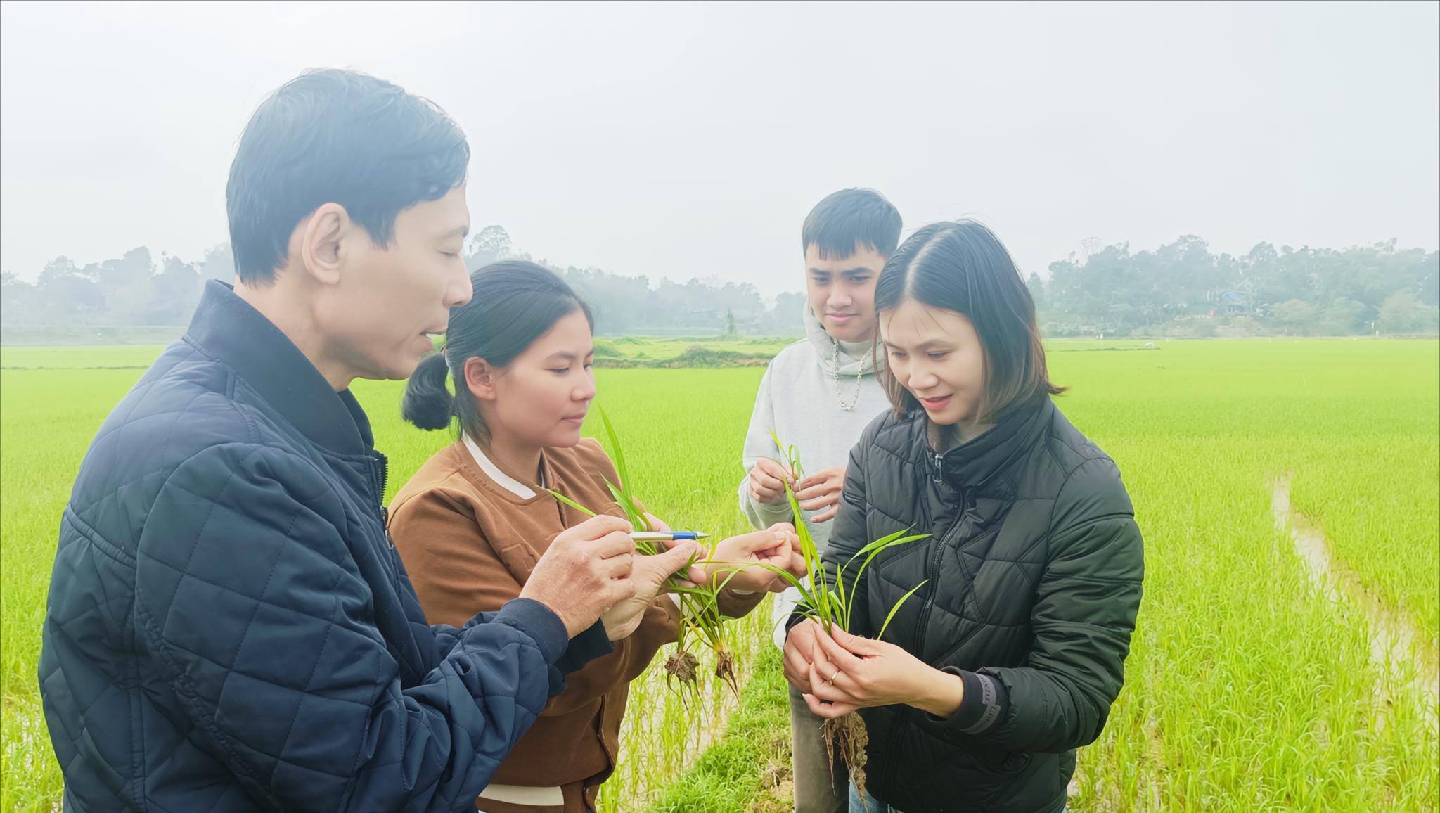 Kiểm tra sâu bệnh trên lúa Xuân 