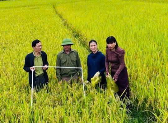 Chủ động triển khai thu hoạch lúa vụ Xuân và sản xuất Hè Thu năm 2026