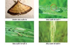 Chủ động phòng chống sâu cuốn lá nhỏ