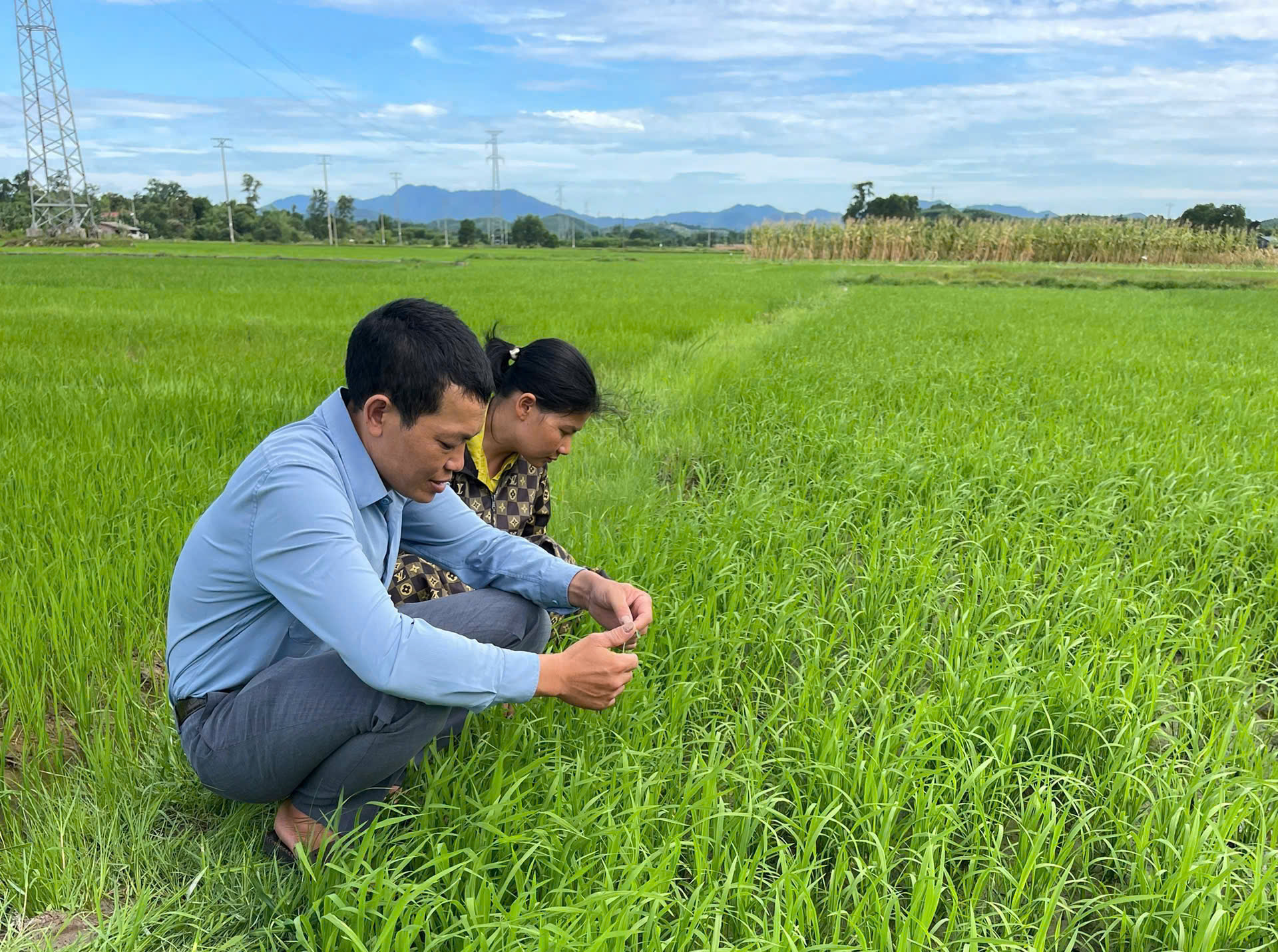 Chủ động phòng chống sâu bệnh trên lúa Hè thu