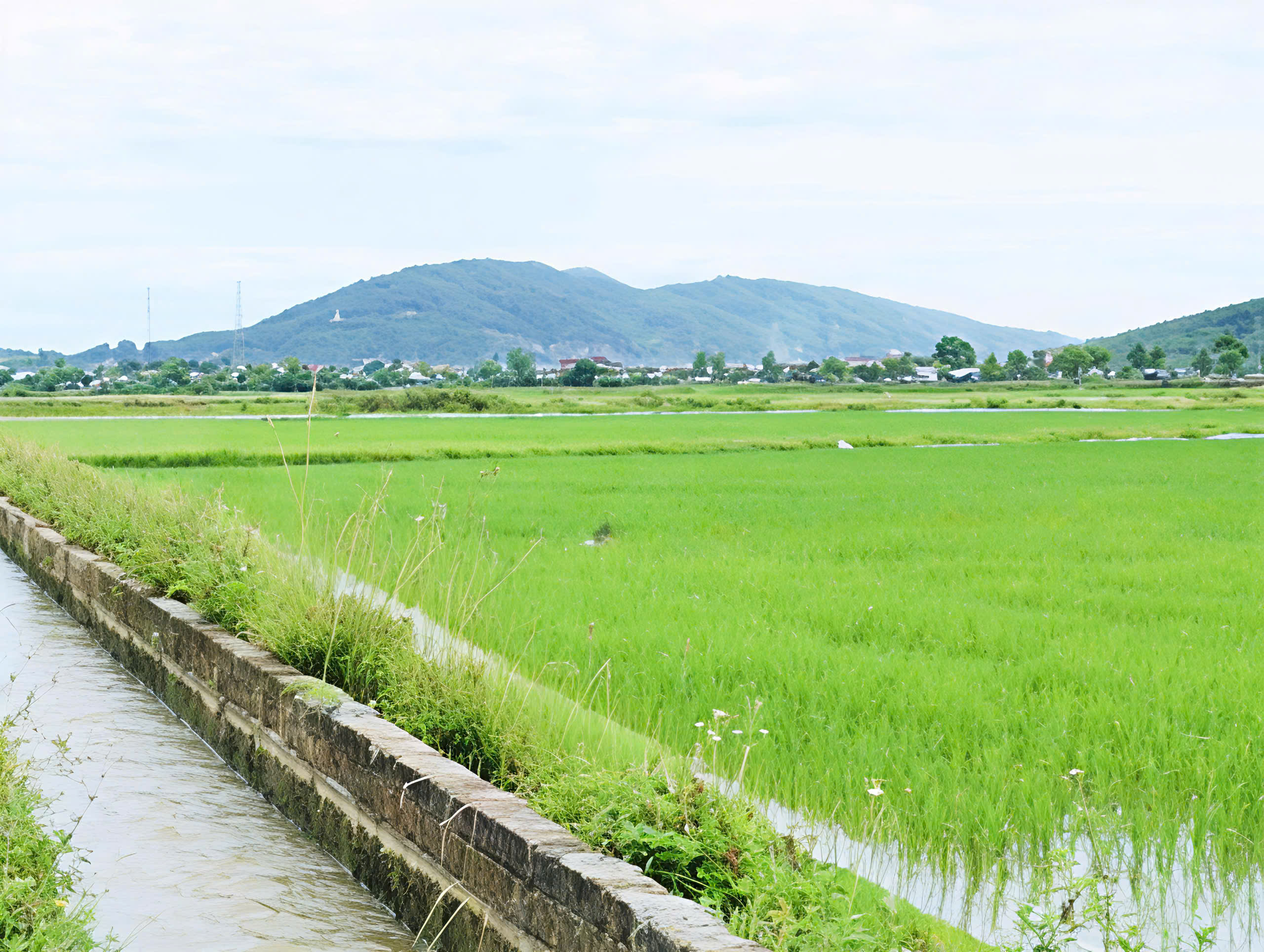 Chủ động chống hạn cho lúa Hè thu