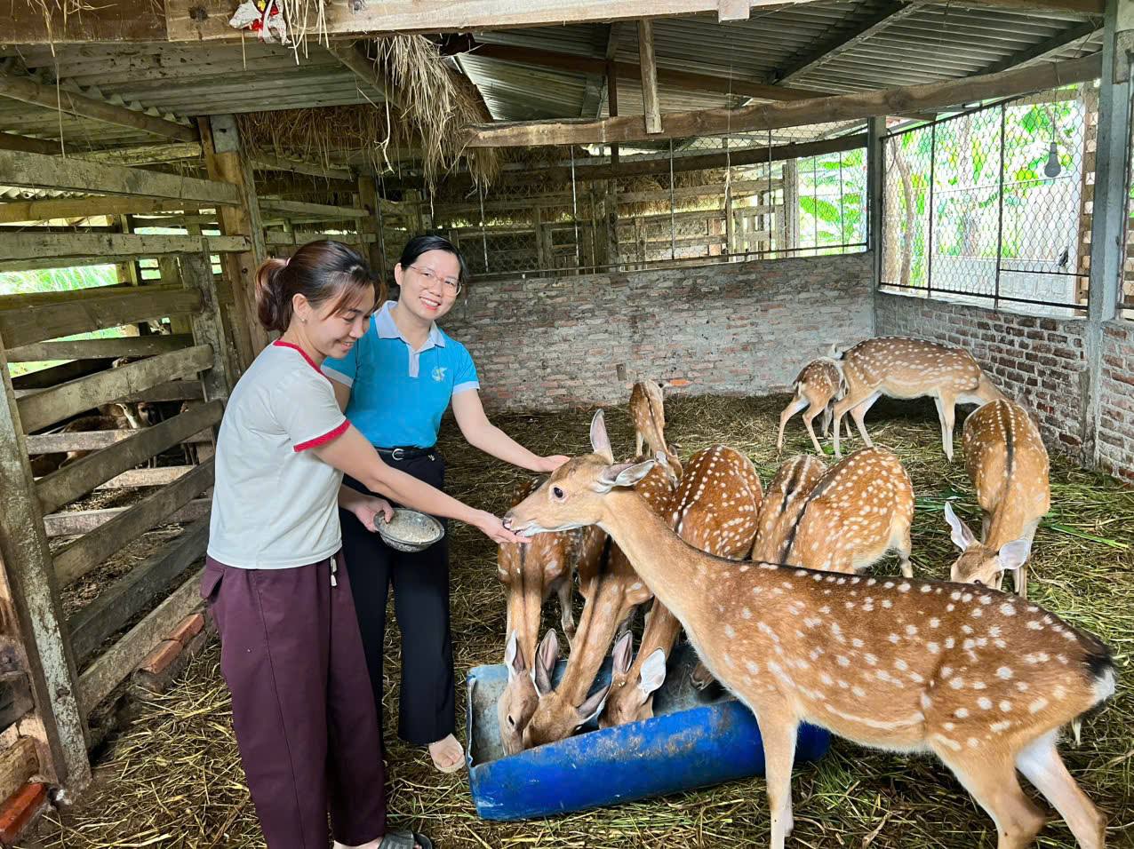 Chị Nguyễn Thị Ngân - vượt khó phát triển kinh tế hiệu quả