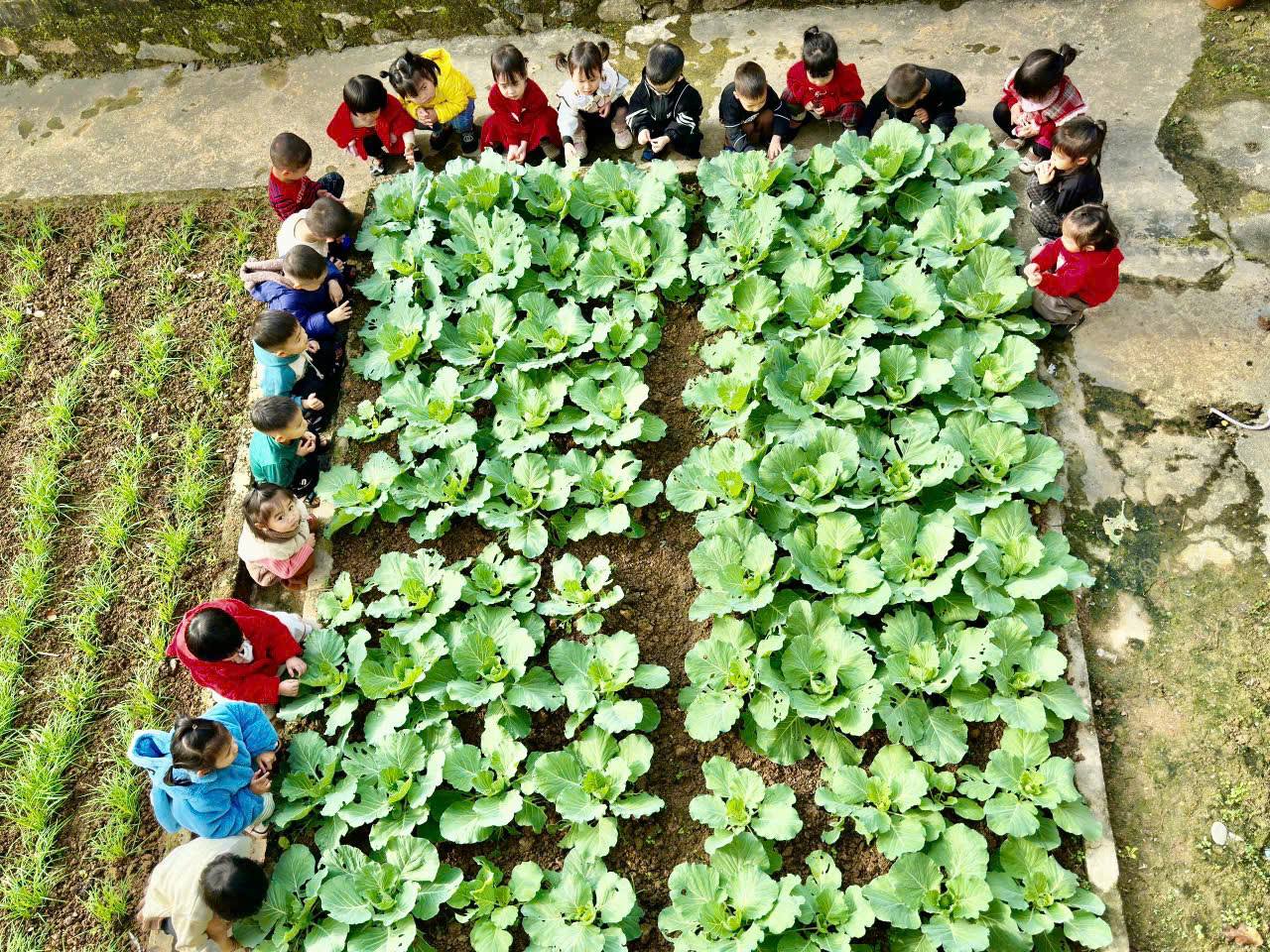 Sắc xanh trên những vườn rau sạch tại các trường Mầm non ở Kim Hoa