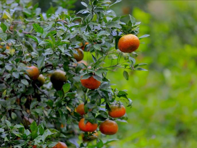 Kim Hoa - Trải nghiệm xanh nơi miền sơn cước