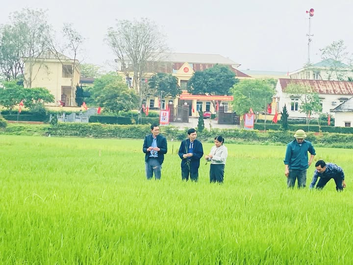 Chủ động chăm sóc lúa vụ Xuân