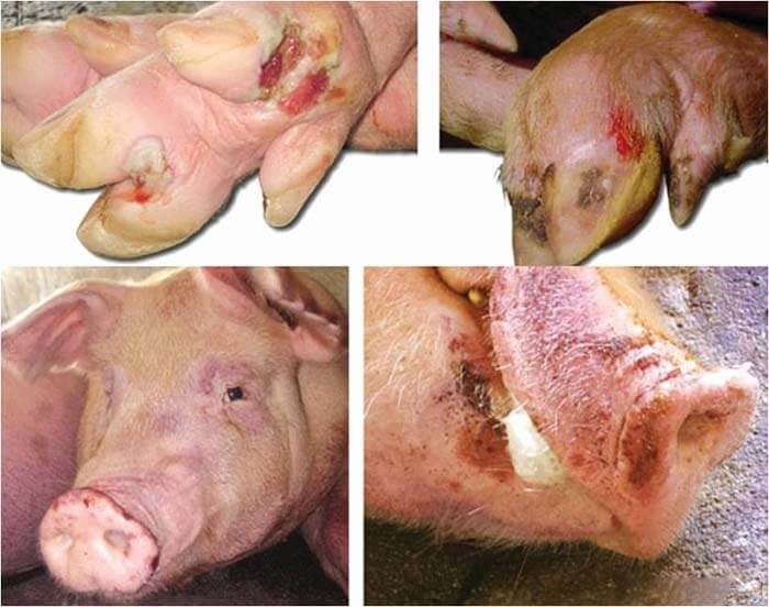 Chủ động phòng dịch Lở mồm long móng trên đàn gia súc