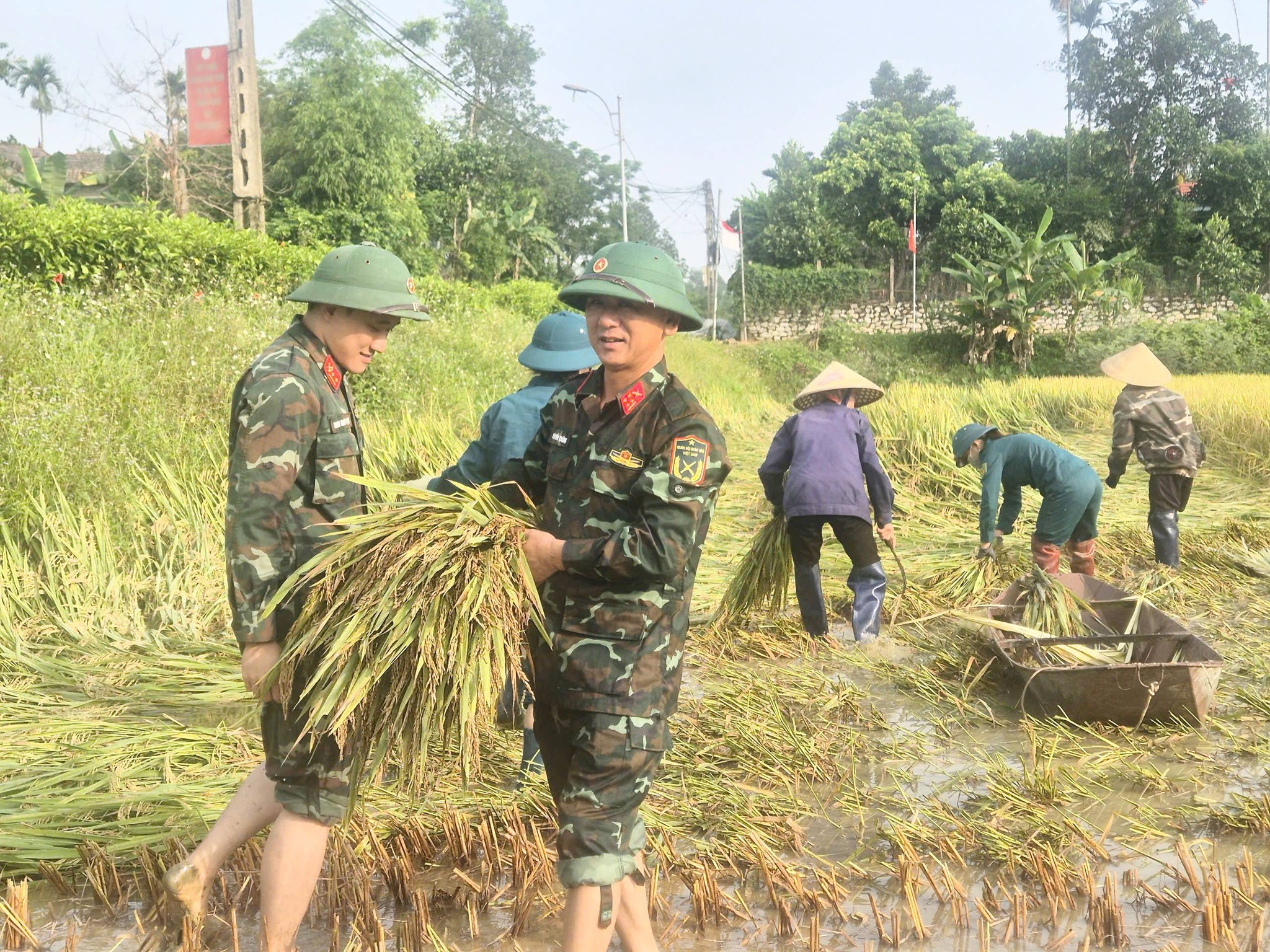 Ấm áp tình quân - dân trong mùa gặt
