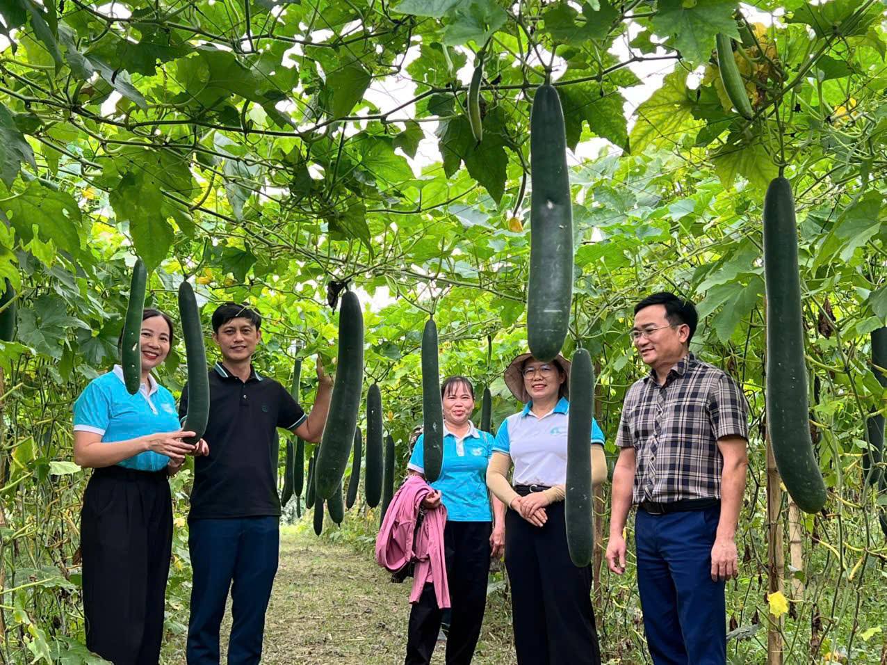 Mô hình trồng bí xanh hiệu quả của phụ nữ thôn Tân Hoa