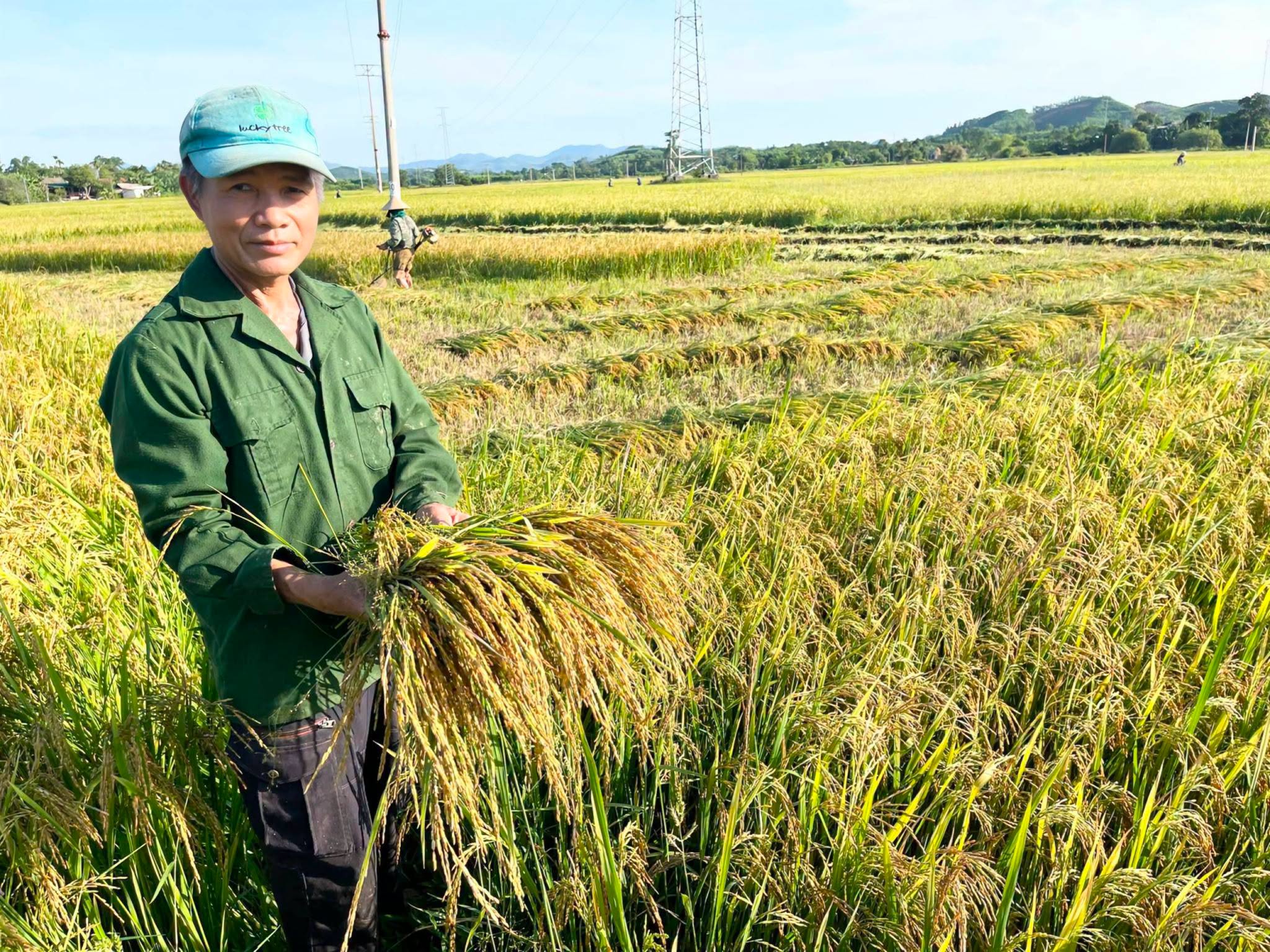 Tập trung thu hoạch lúa Hè thu chín sớm né tránh mưa lớn, giông lốc