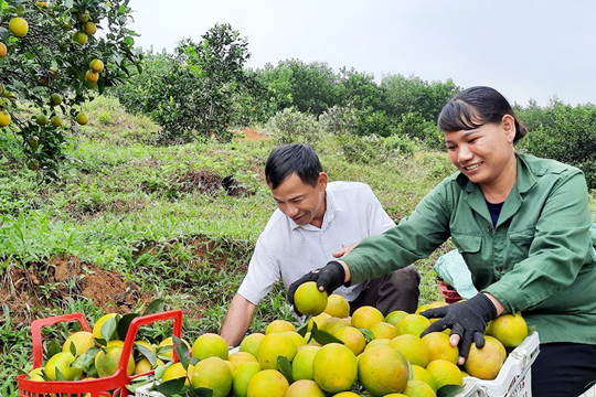 Cam Chanh Kim Hoa vào vụ
